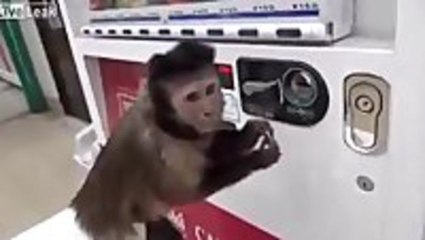 Monkey Buys Himself a Drink
