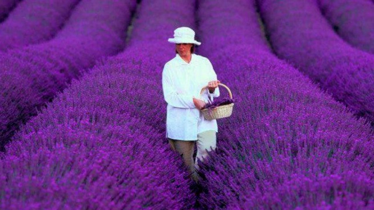COULEURS D'ETE