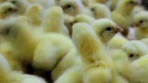Study: Chickens Are Smarter Than Toddlers