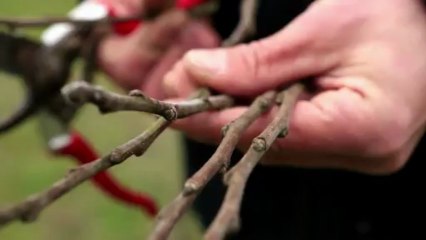 Comment faire une greffe anglaise sur un fruitier