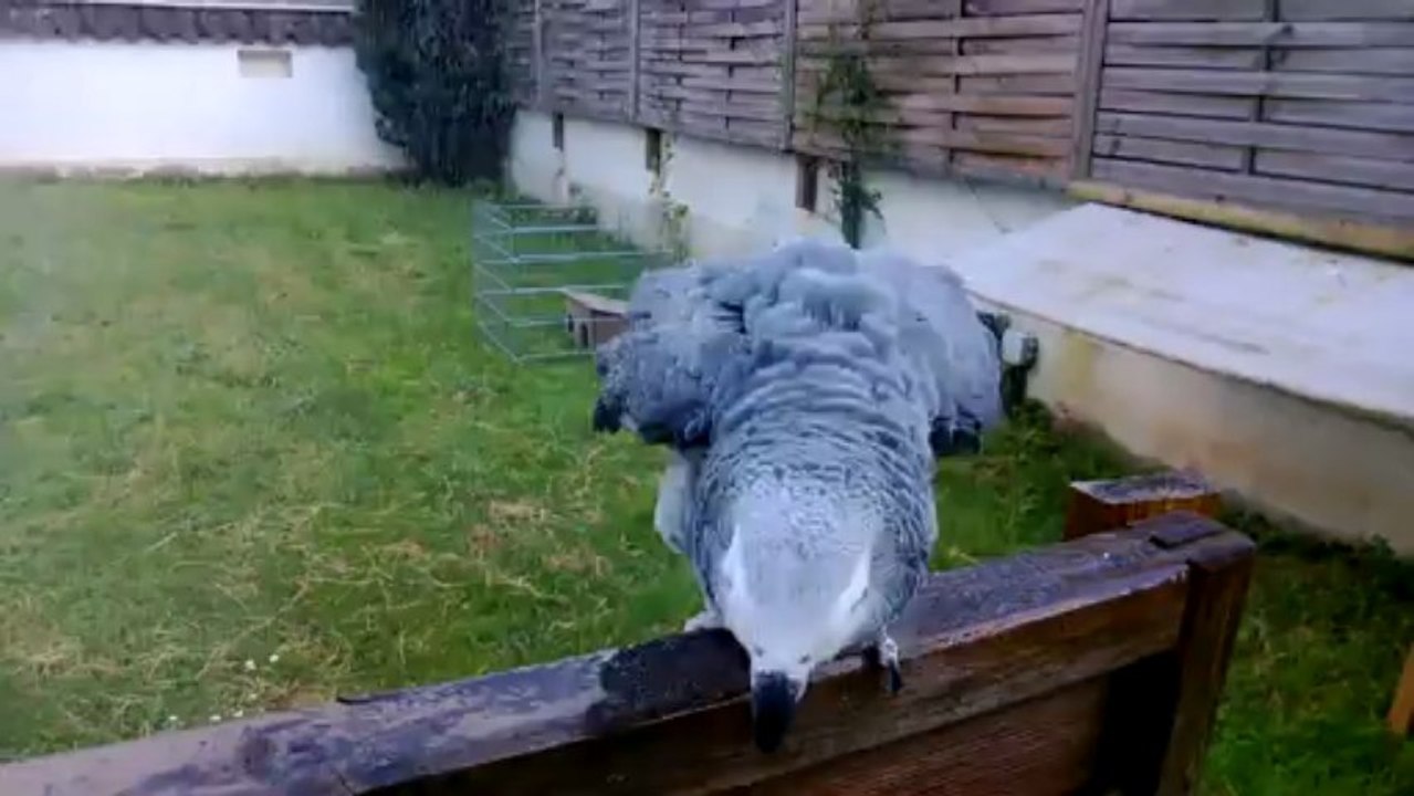 picolo qui prend sa douche