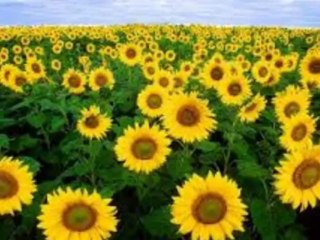 Michel Fugain Une belle histoire Par Fernand