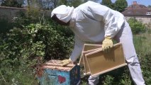 Essaimage dans le rucher de la BN