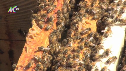 Apiculture à Montreuil