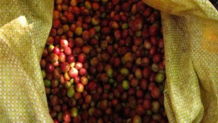 East Timor coffee brews little profits