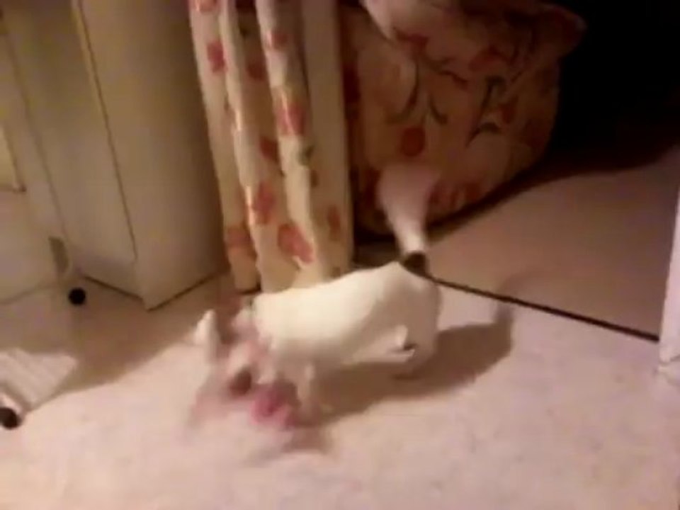 Berry fight !
