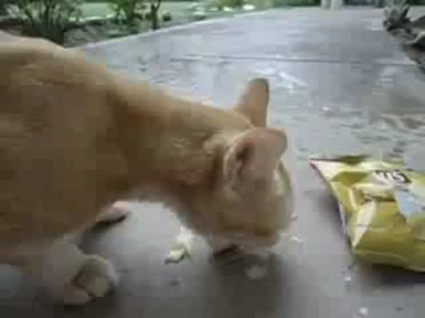 Cute cat eating lays