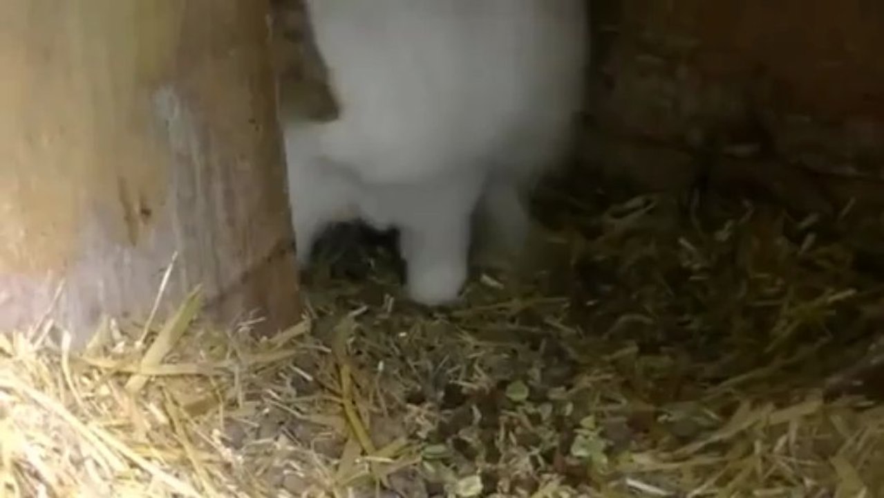 Cute little bunny has an evil laugh