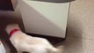 Dog chases its own leash at the vet