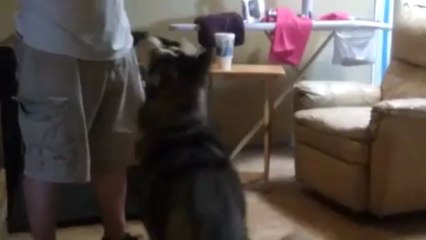 Dog plays action star in make-believe gun death