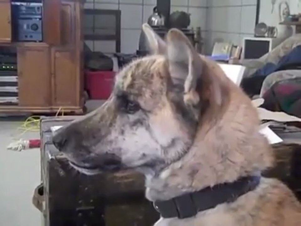 The Talking Dog