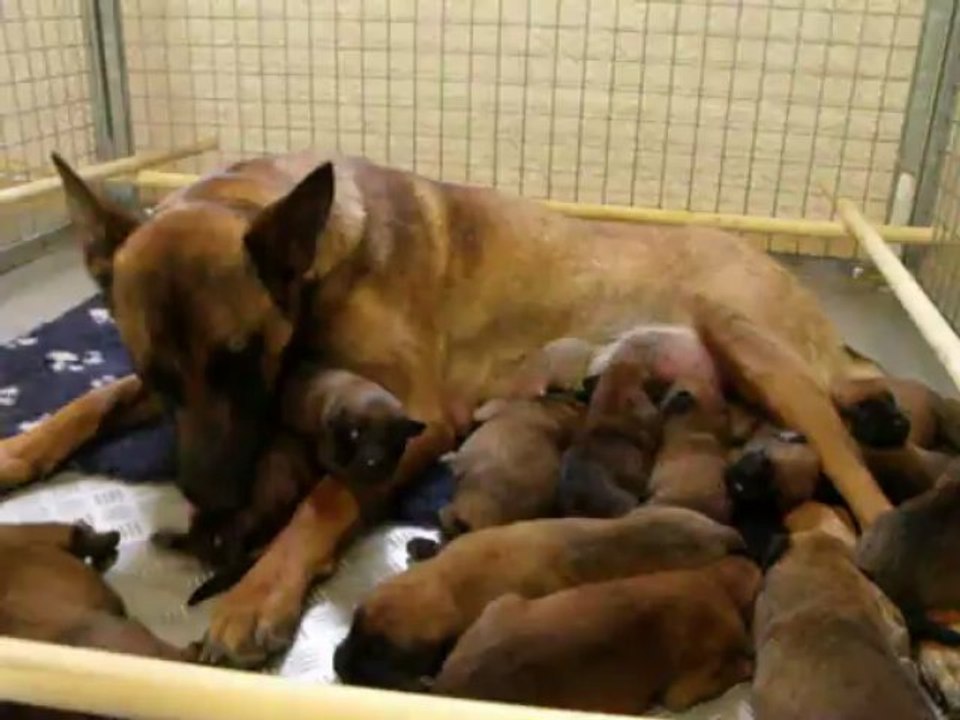 Chiots berger belge malinois à 10 jours