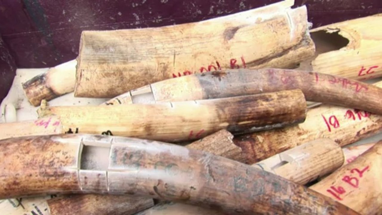 Philippines set to destroy five tonnes of seized ivory