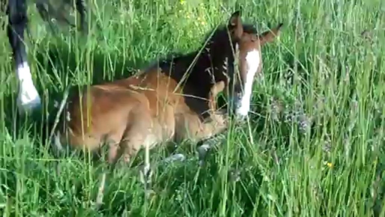 Au pré, à 16 jours...