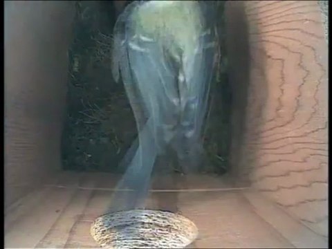 mesanges bleues en couvaison, Saison 1