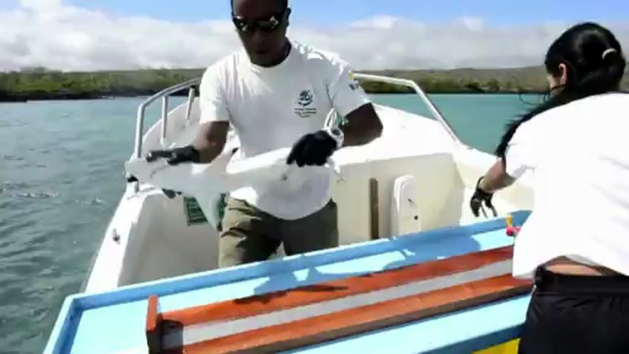 Tiburones con chips en Galápagos