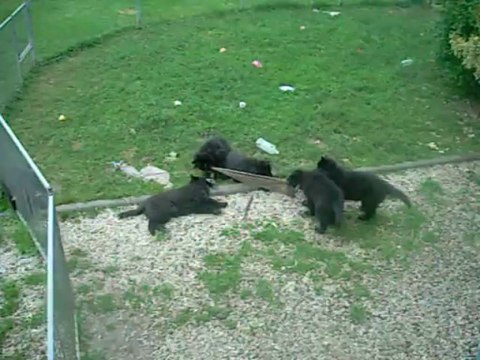 20 juin 2013 (8,5 semaines) : rouge, blanc, bleue, rose, marron