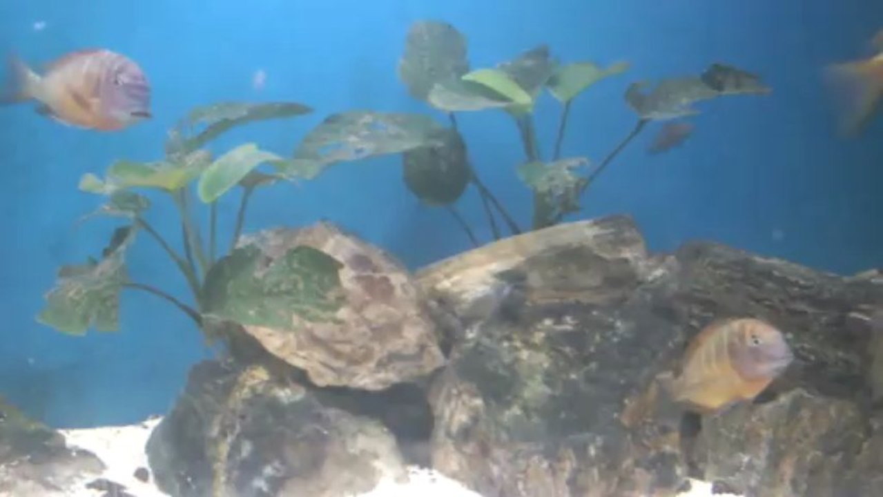 Tropheus Moorii İlangi, Yavruları İle... (21.06.2013)