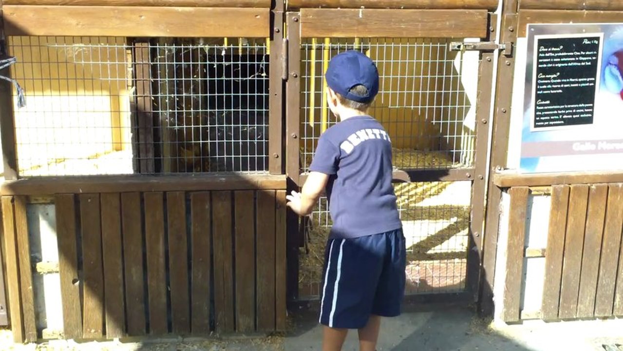 Jack e il Gallo che fa' le Uova