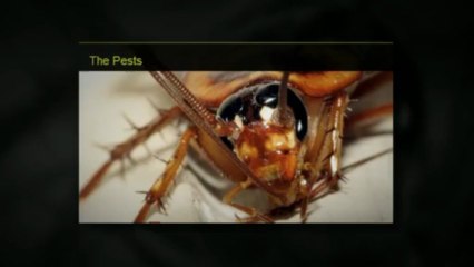 Pest Control Phoenix | COCKROACHES - (623) 877-0550 - AntEater Exterminating Inc