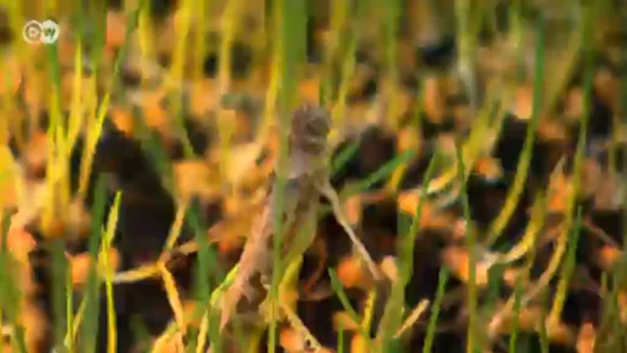 Gourmetgerichte mit Insekten | Euromaxx