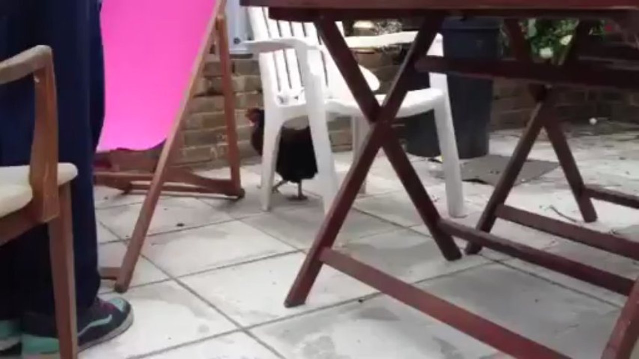 How to hypnotise a chicken