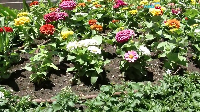 Napoli - L'Ordine dei Commercialisti adotta aiuola in Piazza dei Martiri -1- (20.06.13)