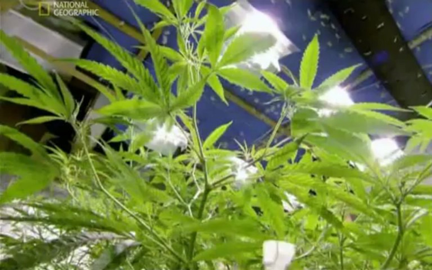 Drugs Inc Cannabis