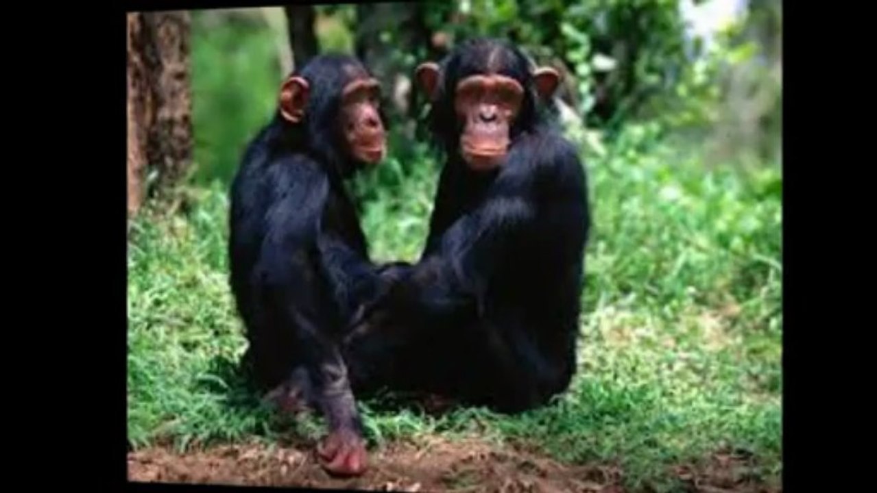 JE DESCENDS DU SINGE de Marc LAVOINE par Sam MOGANN