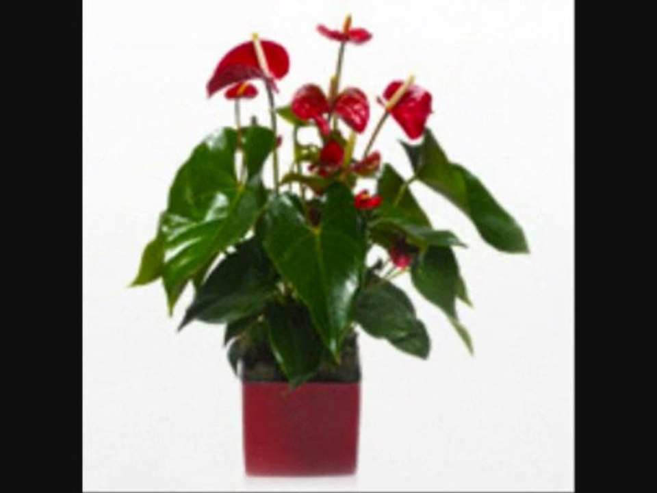 FloraQueen Plantas