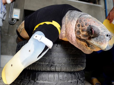 WTF Watch A Turtle With Artificial Limbs