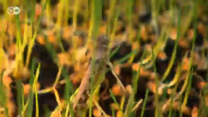 Cocina gourmet con insectos | Euromaxx