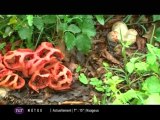 Insolite : Un champignon pas comme les autres (Toulouse)