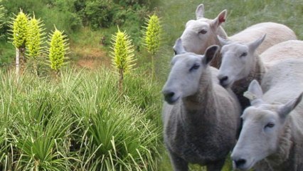 Ghastly Sheep-Eating Plant Blooms in UK
