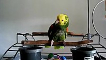 Parrot Imitates Crying Baby