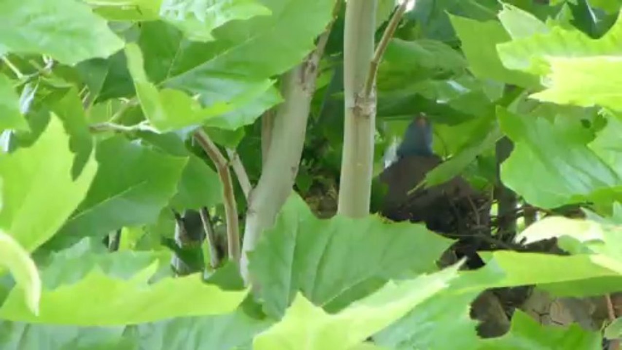 petit à petit l'oiseau fait son nid