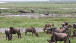 Troupeau de gnous cratère Ngorongoro