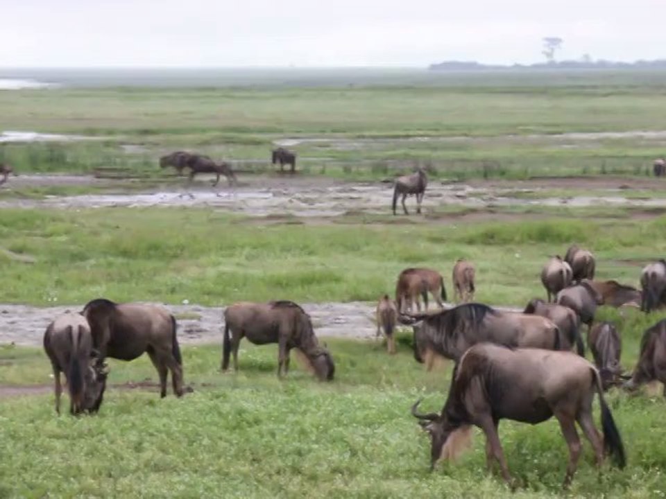 Troupeau de gnous cratère Ngorongoro