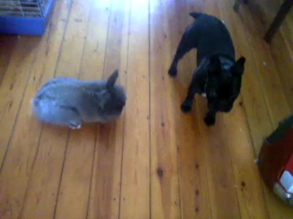 Lola et son ami carotte