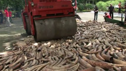 Philippines: destruction de cinq tonnes d'ivoire