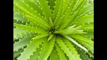 Aloe Vera for Hepatitis C: Lloyd Wright, Author of Hepatitis C: Guide for Health, on a Miracle Plant with Wide Range of Benefits