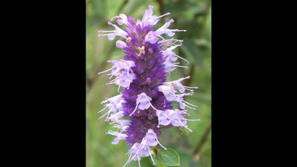 Hyssop Tea for Cleansing: Lloyd Wright, Author of Hepatitis C: Guide for Health, on Hyssop Tea for Detox, Energy & Cleansing