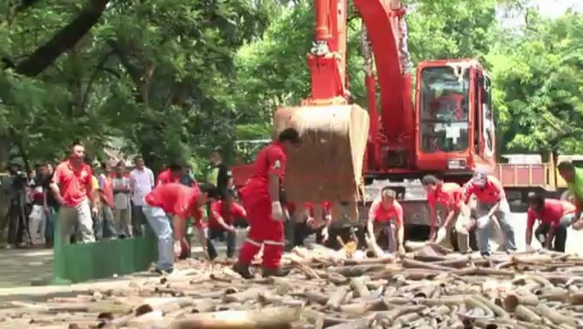 Destruyen colmillos de elefantes