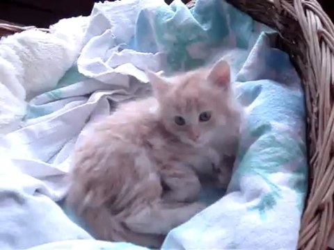 film chatons maine coon portée 23 mars 2013 le 14 mai 2013 DSC05061 (1)