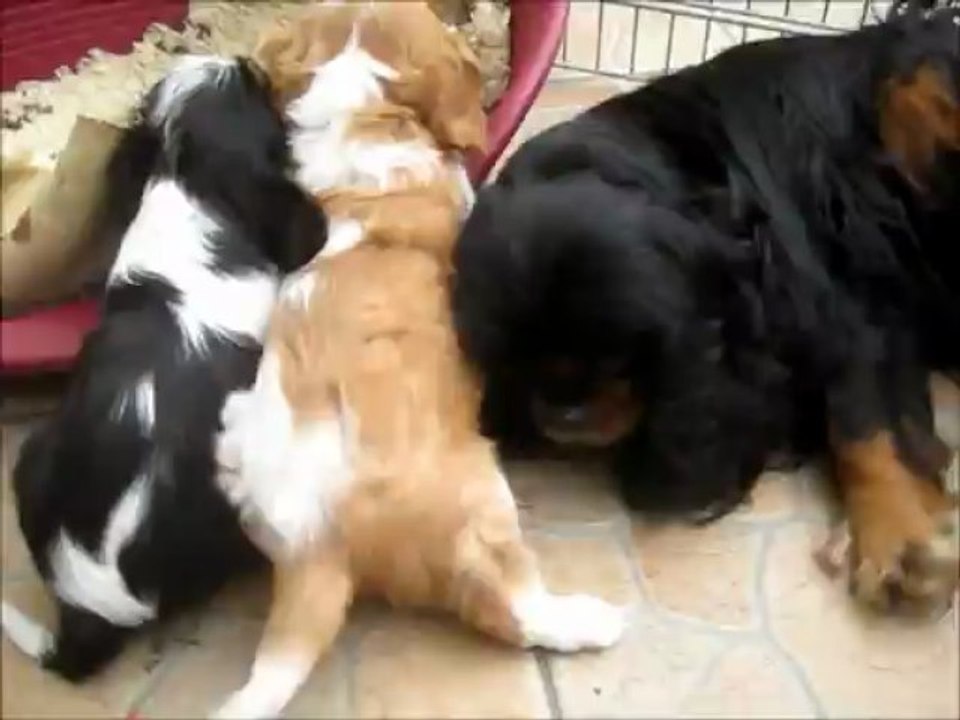 bb daisy 7 semaines avec Bettina