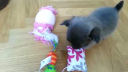 J2. Igloo joue au jeu du coussin