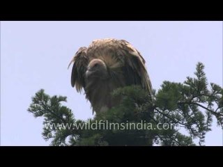Griffon Vulture sits on deodar tree, inspecting a kill