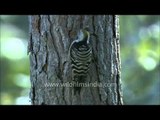 Brown-capped Pygmy Woodpecker working hard to make a nest-hole in a tree