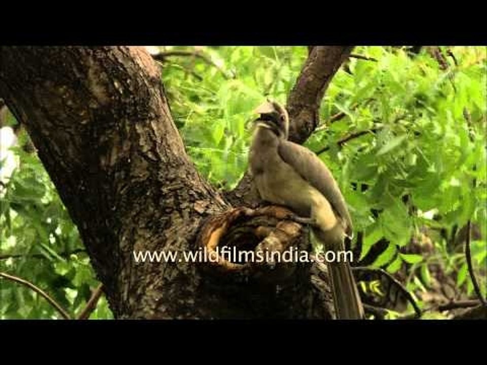 Indian President's Grey Hornbill