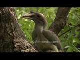 Rare nesting pair of Grey Hornbill in heart of Delhi city